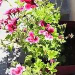 Guest Parents House Πανσιόν