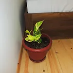 Guest Parents House Πανσιόν Μπεράτ